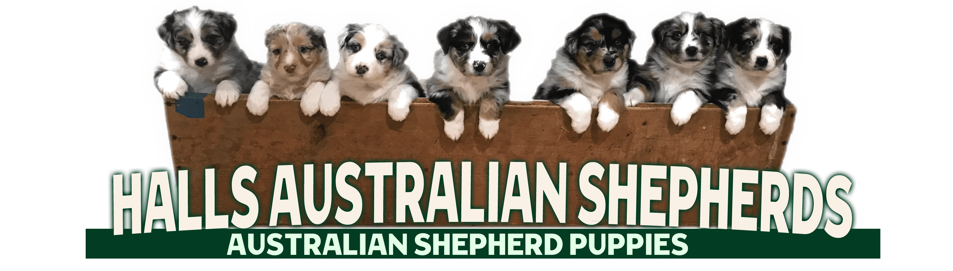 Hall's Australian Shepherds Logo